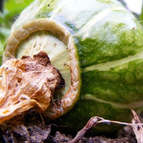 10 Seeds of Cucurbita Maxima - Burgess Buttercup Squash - 85-100 Days. Squash with Button At the Bloom End