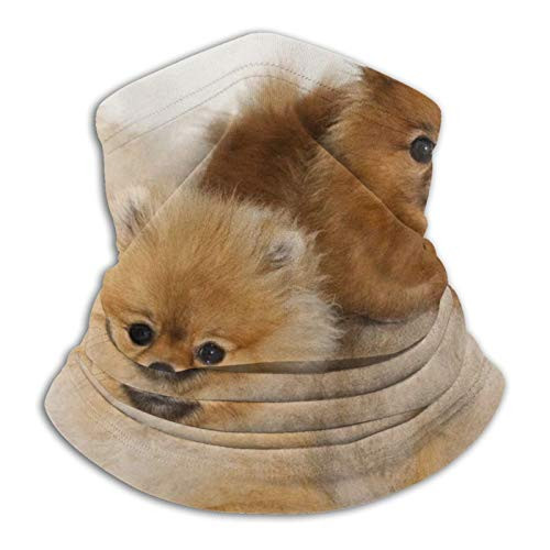 antkondnm Funny Pomeranian Face Mask Headband Bandana Neck Warmer Gaiter Head Wrap Scarf Headwear Balaclava