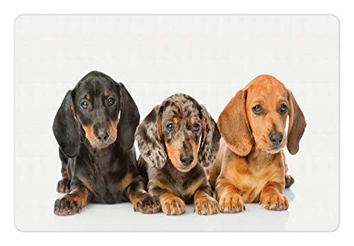 Ambesonne Dachshund Pet Mat for Food and Water, Sausage Dog Puppies Lying Together, Rectangle Non-Slip Rubber Mat for Dogs and Cats, Dark Taupe Grey Taupe Persian Orange Ambesonne Dachshund Pet Mat for Food and Water, Sausage Dog Puppies Lying Together, Rectangle Non-Slip Rubber Mat for Dogs and Cats, Dark Taupe Grey Taupe Persian Orange