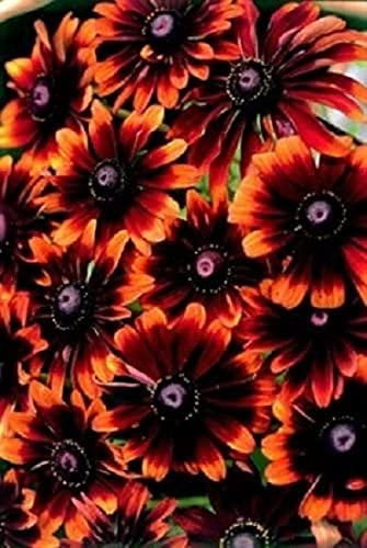 Rudbeckia Orange Daisy Seeds for Pl?ntíng- Rudbeckia Chocolate Orange Black Eyed Susan Gloriosa Daisy 10 Seeds