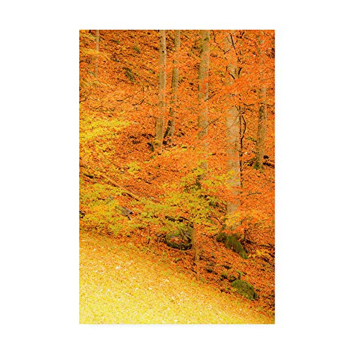 Trademark Fine Art Yellow Foliage Autumn by Dan Ballard, 12x19