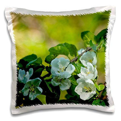 3dRose Alexis Photography - Flowers Apple - Apple tree in bloom, closeup view of white flowers, green leaves - 16x16 inch Pillow Case -pc-305612-1-