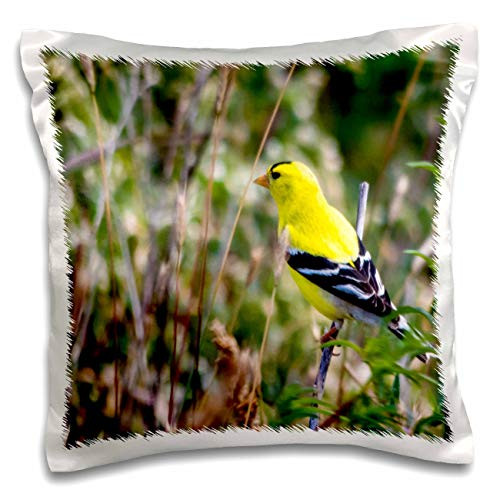 3dRose lens Art by Florene - Beautiful Birds - Image of Yellow And White Gold Finch On Tree Branch - 16x16 inch Pillow Case -pc-318958-1-