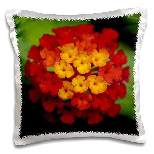3dRose Stamp City - flowers - Macro photograph of red, orange, and yellow lantana flowers in bloom. - 16x16 inch Pillow Case -pc-319071-1-