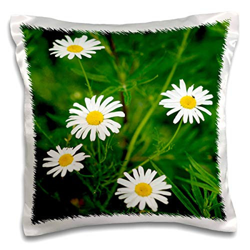 3dRose Alexis Photography - Flowers Daisy - Five fresh white and yellow daisy flowers, green grass. Summer beauty - 16x16 inch Pillow Case -pc-319123-1-