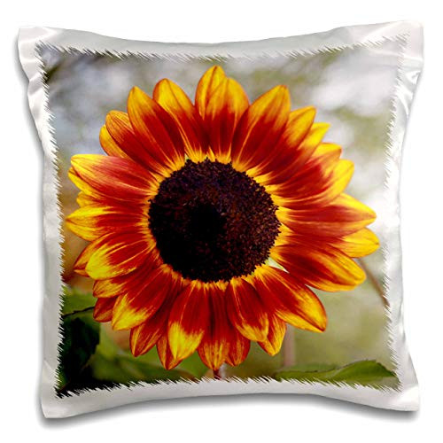 3dRose Stamp City - flowers - Macro photograph of a bright red and yellow sunflower in full bloom. - 16x16 inch Pillow Case -pc-320177-1-