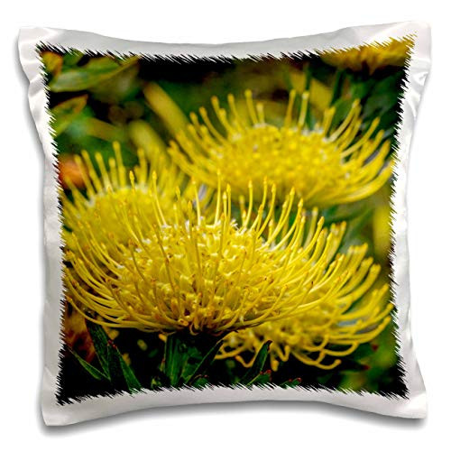 3dRose Danita Delimont - Flower - Yellow Pincushion flower. - Pillow Cases -pc-345155-1-