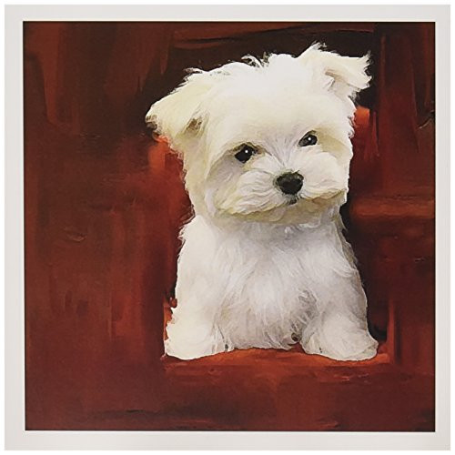 3dRose Maltese Puppy - Greeting Cards, 6 x 6 inches, set of 12 -gc-4219-2-