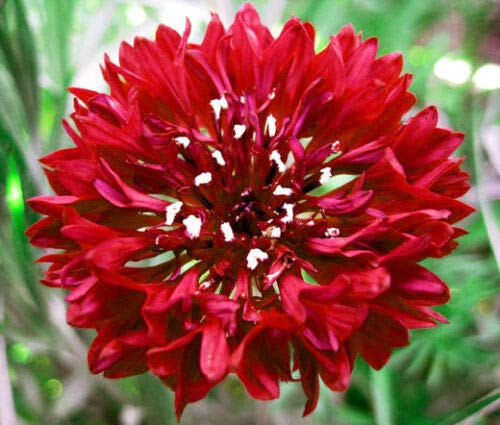 Cornflower Bachelor's Button RED Centaurea Cyanus - 500 ct
