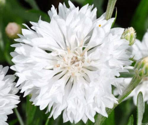Cornflower BachelorS Button White Dwarf Centaurea Cyanus - 500 ct