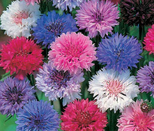 Cornflower Bachelor's Button Dwarf Mixed Colors Centaurea Cyanus -AA- - 500 ct