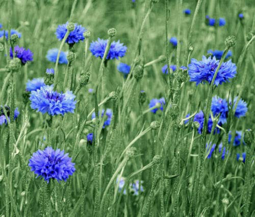 Fresh Seeds - Cornflower BachelorS Button Blue Dwarf Centaurea Cyanus - 500 Seeds
