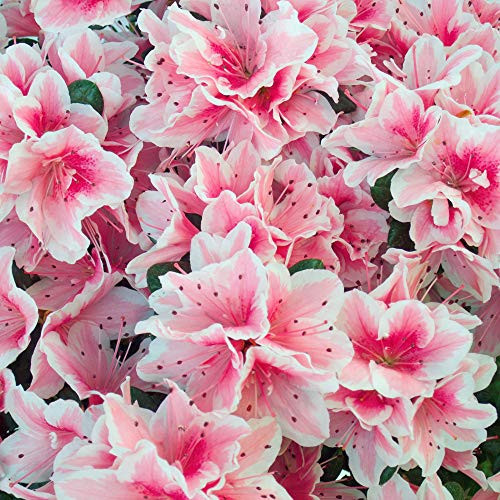 Cottage Hill Azalea 'Conversation 2 Piece Live Plant Red-Pink-White Blooms