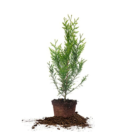 PERFECT PLANTS Thuja Green Giant 1-2ft. Tall - Privacy Evergreen Arborvitae - Adaptable Lush Green Foliage