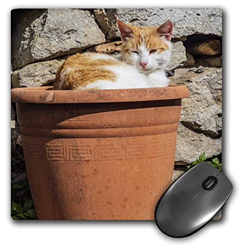 3dRose Orange and White cat in Terra Cotta Planter. - Mouse Pads -mp-343894-1-