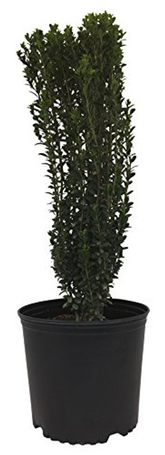 Sky Pencil Holly - Ilex Crenata Sky Pencil - 3 Gallon Sky Pencil Holly - Ilex Crenata Sky Pencil - 3 Gallon