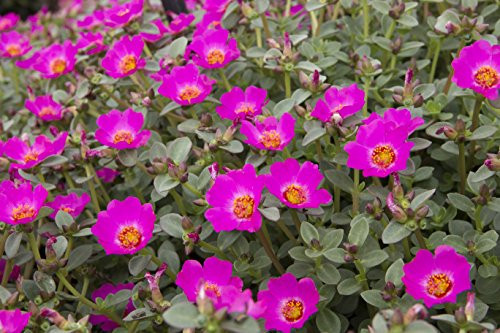Costa Farms - Live Purslane Outdoor Plant in 1.00 qt Grower  Pot, Pink, 8 pack