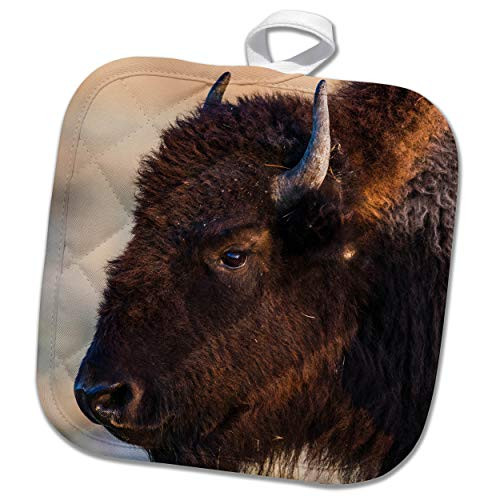3dRose USA, WY. Yellowstone NP, bison cow at Fountain Flats in autumn - Potholders -phl-333248-1-