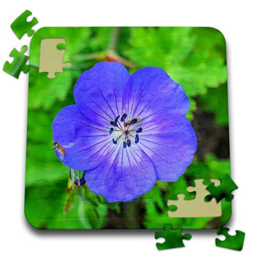 3dRose Danita Delimont - Animals - Orange bee on Hardy Blue Geranium. - Puzzles -pzl-333126-2-