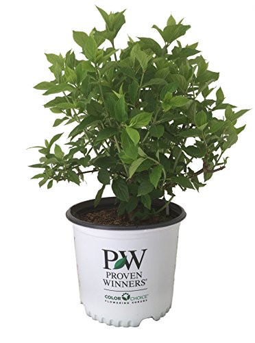 Proven Winners Limelight Hydrangea - Hydrangea P Limelight - 3 Gallon