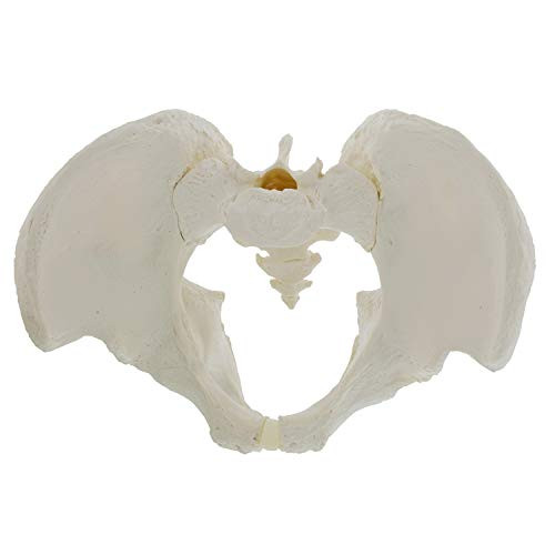 MonMed Life Size Male Pelvis Model, Hip Model  Male Anatomy Model, Hip Bone Pelvic Model Male Anatomical Model