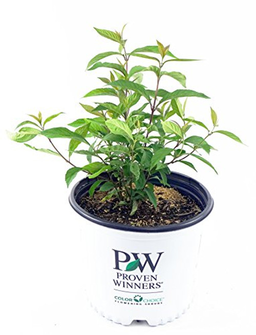 Proven Winners - Callicarpa x Purple Pearls (Beautyberry) Shrub, pink flowers, #3 - Size Container