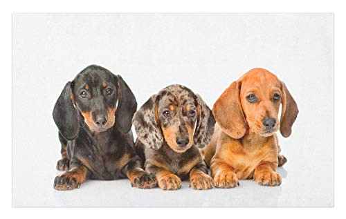 Ambesonne Dachshund Doormat, Sausage Dog Puppies Lying Together, Decorative Polyester Floor Mat with Non-Skid Backing, 30" X 18", Dark Taupe Grey Taupe Persian Orange
