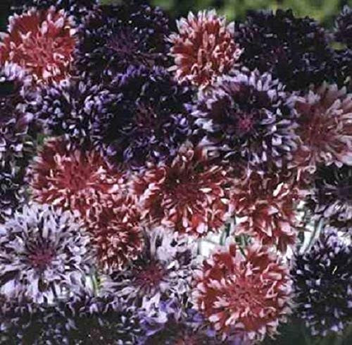 40 plus Frosted Queen Mix Bachelors Button / Cornflower / Centaurea / Annual / Flower - ASFP- ct 40 plus Frosted Queen Mix Bachelors Button / Cornflower / Centaurea / Annual / Flower - ASFP- ct