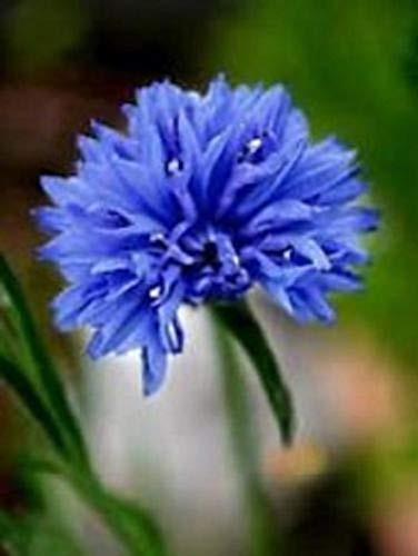 35 plus Blue Bachelor's Button Cornflower / Centaurea / Annual / Flower - ASFP- ct