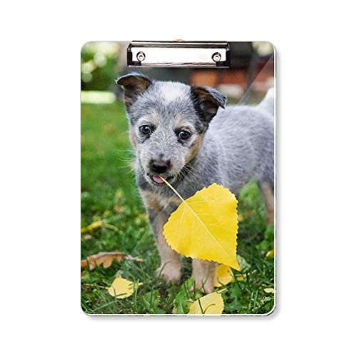 Handsome Puppy Pet Photography Picture Clipboard Folder Writing Pad Backing Plate A4