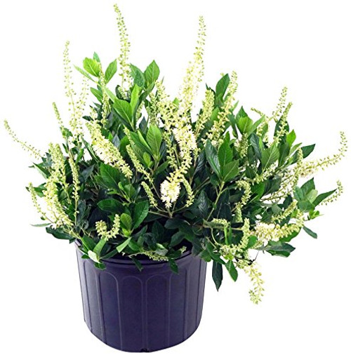 Clethra aln. 'Hummingbird' (Summersweet) Shrub, white flowers, #3 - Size Container Clethra aln. 'Hummingbird' (Summersweet) Shrub, white flowers, #3 - Size Container