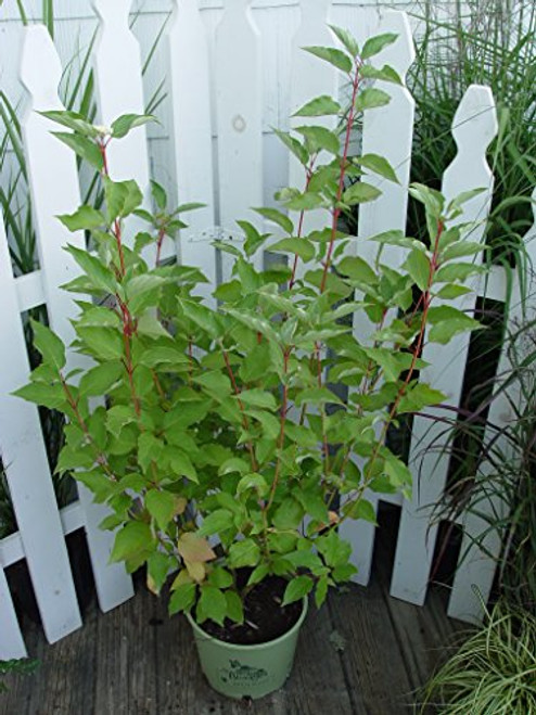 American Beauties Native Plants - Cornus ser. 'Cardinal' (Red Twig Dogwood) Shrub, white flowers, #3 - Size Container