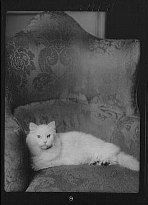 HistoricalFindings Photo: Schermerhorn cat,Animals,Pets,Chairs,felines,nitrates,Photographs,A Genthe,1928