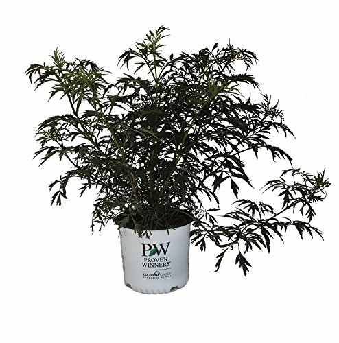 Proven Winners Black Lace Elderberry - Sambucus N. Black Lace - 3 Gallon
