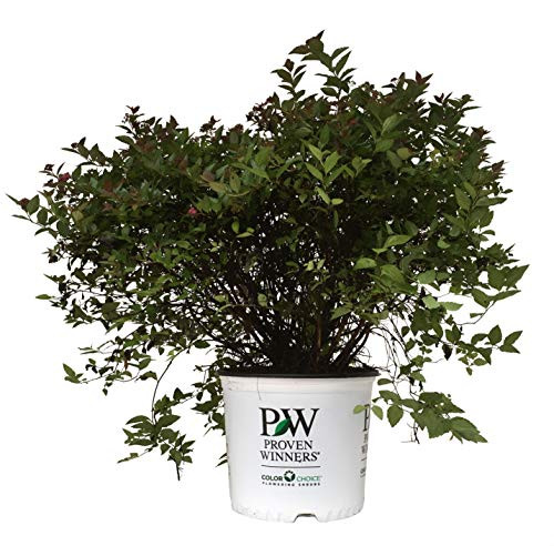 Proven Winners 20454 Double Play Pink Spirea in 3 Gallon Pot Live Shrub Proven Winners 20454 Double Play Pink Spirea in 3 Gallon Pot Live Shrub