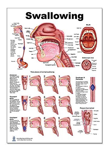 Blue Tree Publishing Anatomy Posters for SLP (Swallowing 12x17)
