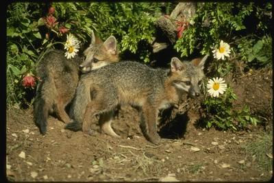 16X20 inch Wildlife Baby Canvas Print Gray Foxes,young kits at den