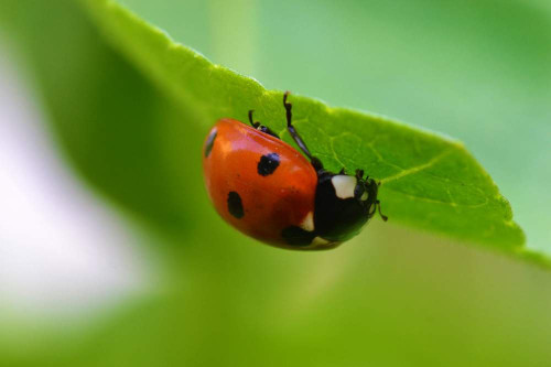 Art Print on Canvas Wall Decor Poster (ladybug insect) Size:28x42inch