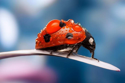 Art Print on Canvas Wall Decor Poster (ladybug) Size:28x42inch