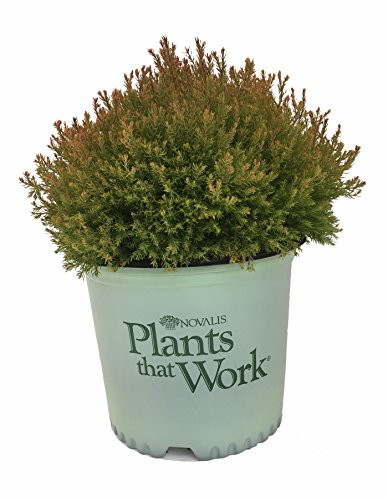 Plants That Work Fire Chief Arborvitae - Thuja OCC. Fire Chief - 3 Gallon
