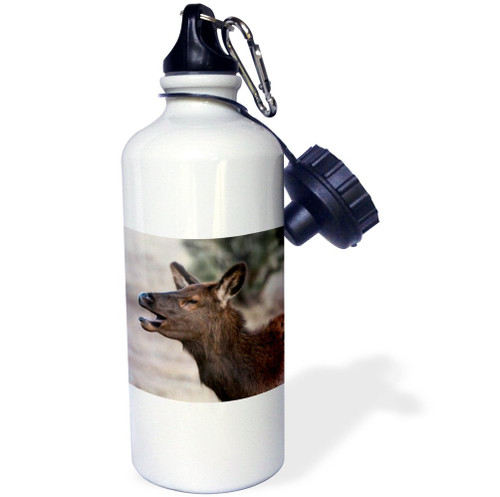 3dRose USA, Colorado-Estes Park, Cow Elk or Wapiti-Sports Water Bottle, 21oz , 21 oz, Multicolor 3dRose USA, Colorado-Estes Park, Cow Elk or Wapiti-Sports Water Bottle, 21oz , 21 oz, Multicolor