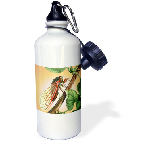 3dRose "Cicada cicada, cicadas, magicicada septendecim, insect, insects, bugs, winged insects" Sports Water Bottle, 21 oz, White