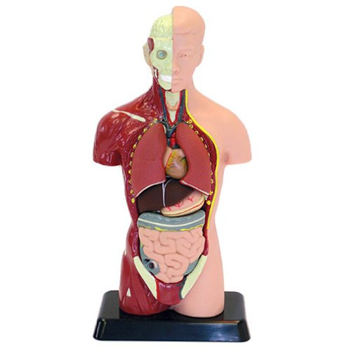 Edu-Toys  Human Torso Model Kit   Small