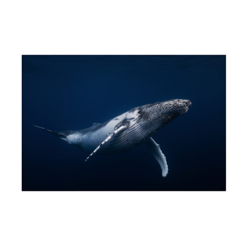 Trademark Fine Art 'Humpback Whale In Blue' Canvas Art by Barathieu Gabriel