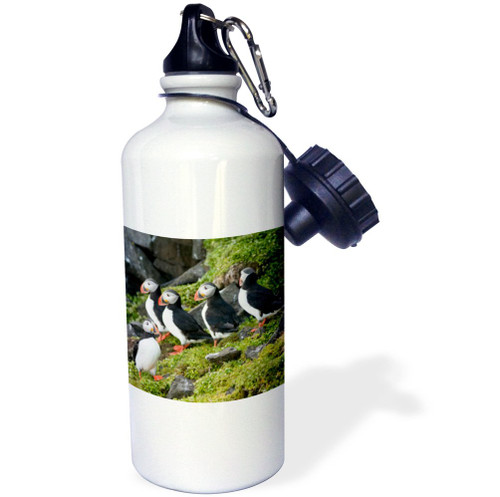 3dRose Norway, Svalbard, Spitsbergen. Atlantic puffins perched on a cliff. -Sports Water Bottle, 21oz , 21 oz, Multicolor