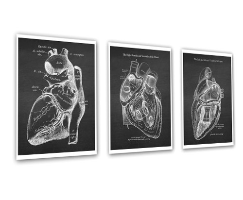 Gnosis Picture Archive Heart Anatomy Art set of 3 unframed Vintage Textbook Illustrations Gift for Cardiologist