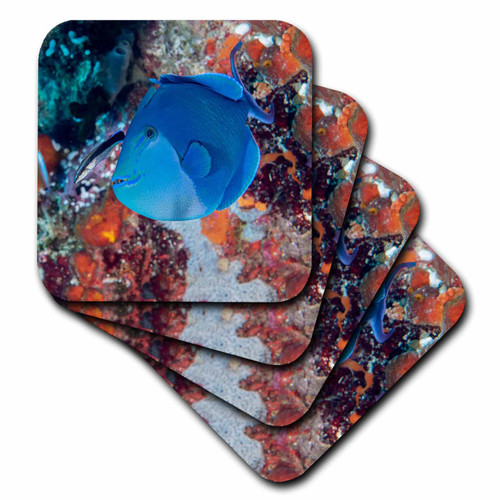 3dRose Indonesia, West Papua, Raja Ampat. Bluestreak Cleaner Wrasse Close... - Coasters (cst-366324-3)