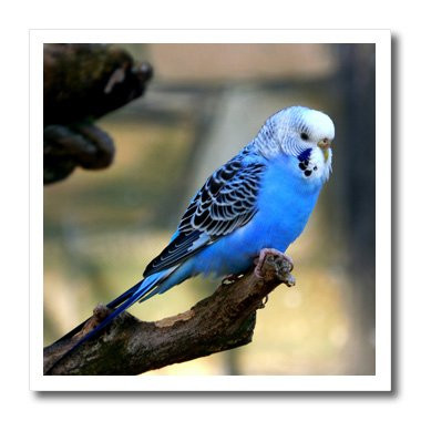 3dRose ht_183783_3 Clos Up View of Blue Budgie Bird Iron on Heat Transfer, 10 by 10", for White Material