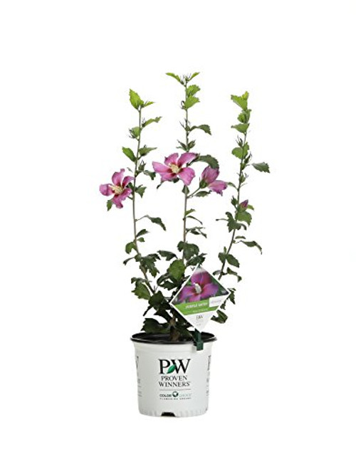 Purple Satin Rose of Sharon (Hibiscus) Live Shrub, Purple Flowers, 1 Gallon