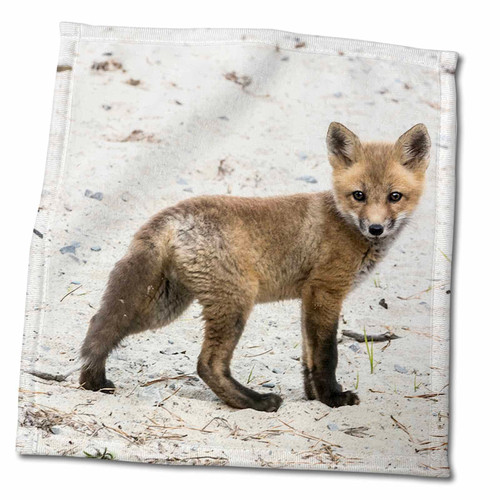3dRose Roni Chastain Photography - Fox kit - Towels (twl-261657-3)